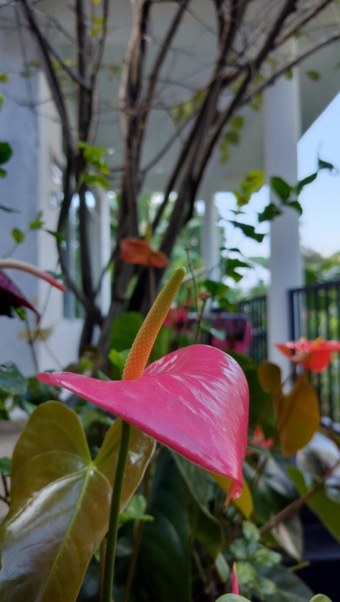 The Bliss Homestay Procida Dış mekan fotoğraf